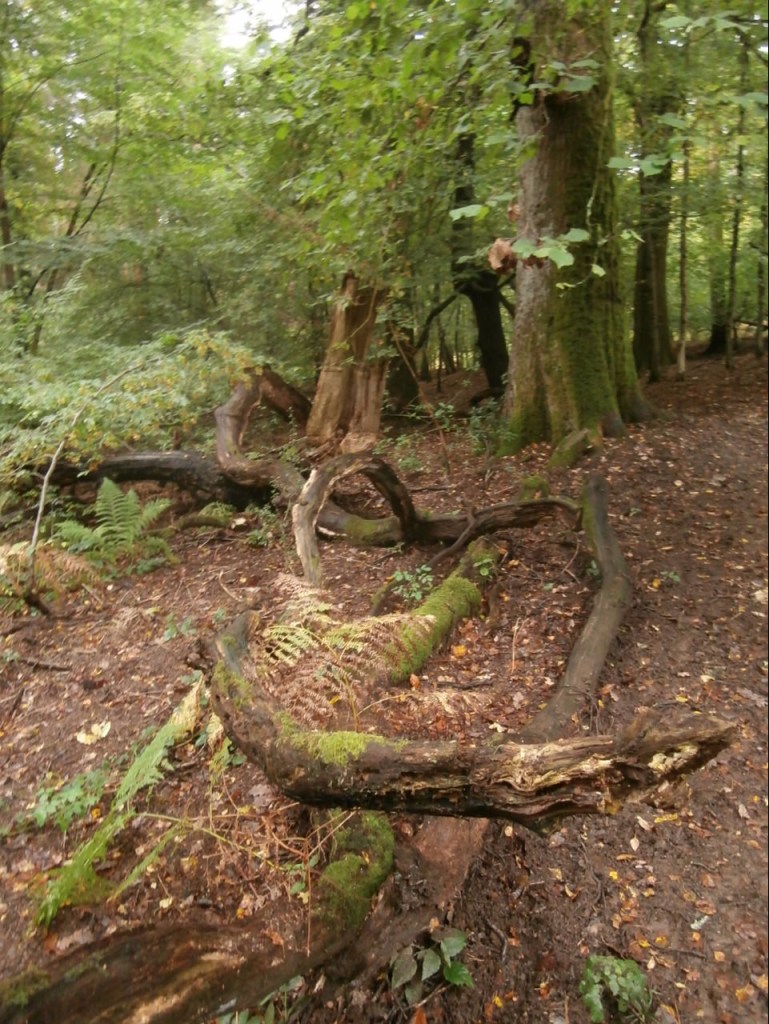 A curved fallen tree trunk on the forest floor.